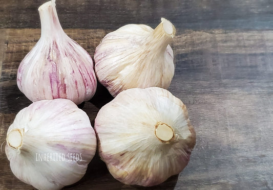 Fall Garlic Seed Organic - Music Hard Neck