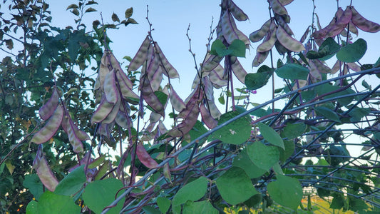 Hyacinth Bean - 30 Seeds