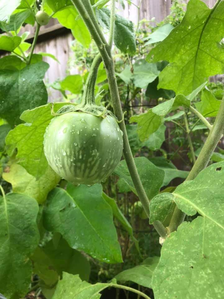 Heirloom Eggplant - Thai Green Round - 100 Seeds