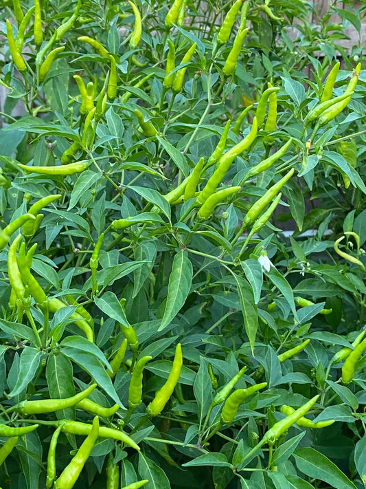 HOT PEPPER SEEDS - THAI CHILI - 100 Seeds