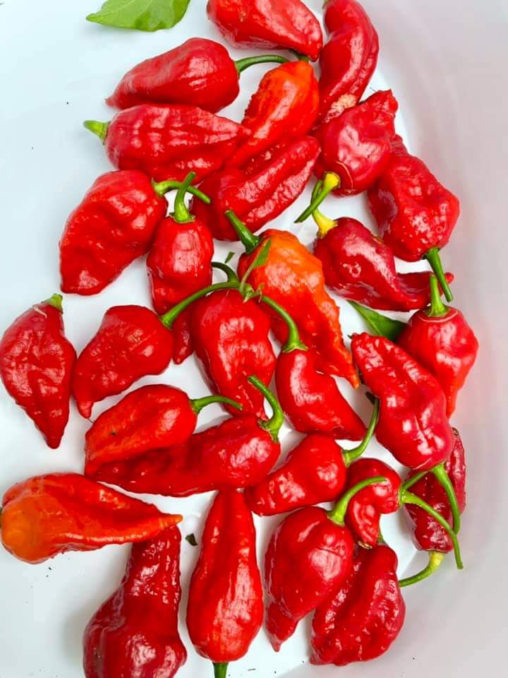 GHOST  BHUT JOLOKIA HOT PEPPER SEEDS - 100 Seeds