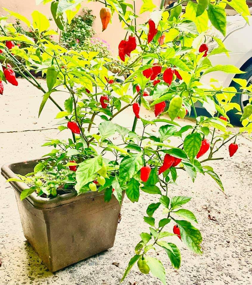 GHOST  BHUT JOLOKIA HOT PEPPER SEEDS - 100 Seeds