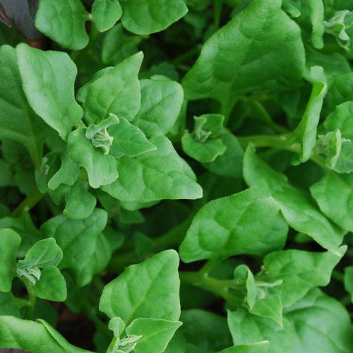 New Zealand Spinach Seeds  HEIRLOOM - 100 Seeds