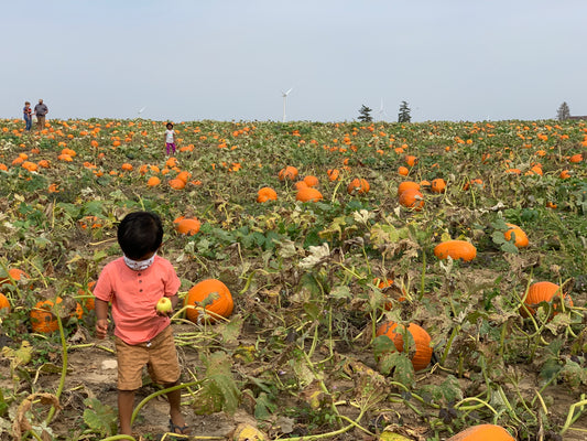 PUMPKIN SEEDS - NEW ENGLAND SUGAR PIE PUMPKIN - 30 Seeds