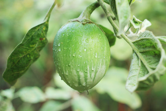 Heirloom Eggplant - Thai Green Round - 100 Seeds