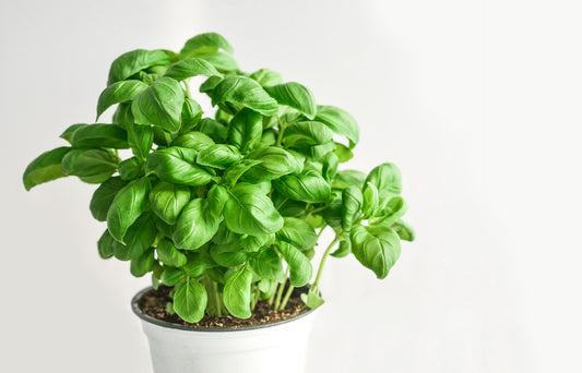 BASIL SEEDS GENOVESE - 200 Seeds
