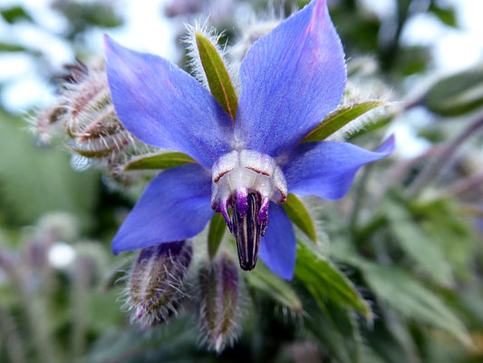 Borage Culinary Herb Seeds - 100 Seeds