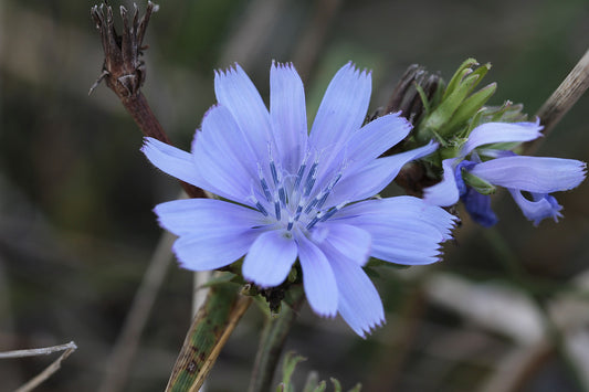 Chicory Seeds - 100 Seeds