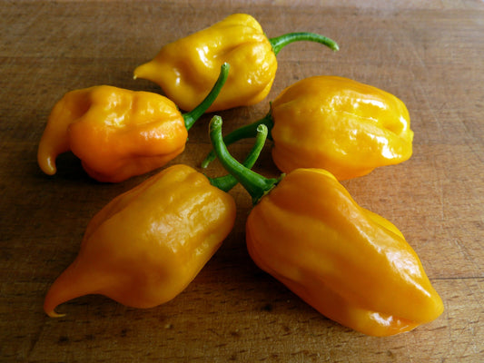 Caribbean Yellow Habanero Blistering Hot Pepper Seeds - 50 Seeds