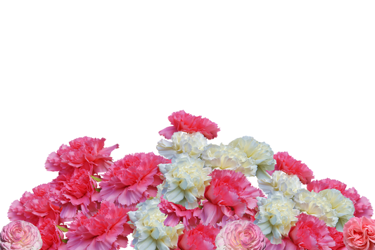 CARNATION SEEDS - ENFANT DE NICE MIX - 50 Seeds