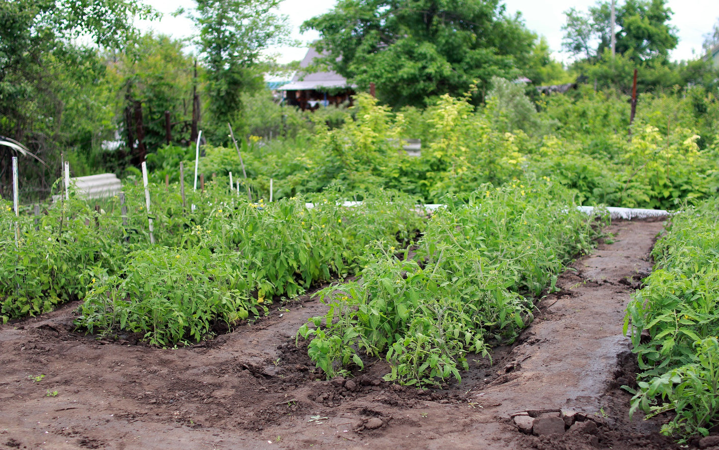 Mortgage Lifter Tomato Seeds