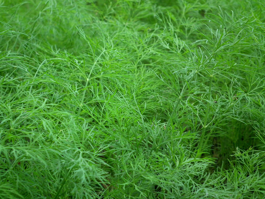 Bouquet Dill Herb Seeds - 100 Seeds