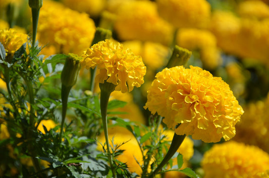 Crackerjack, Marigold Seeds - 100 Seeds