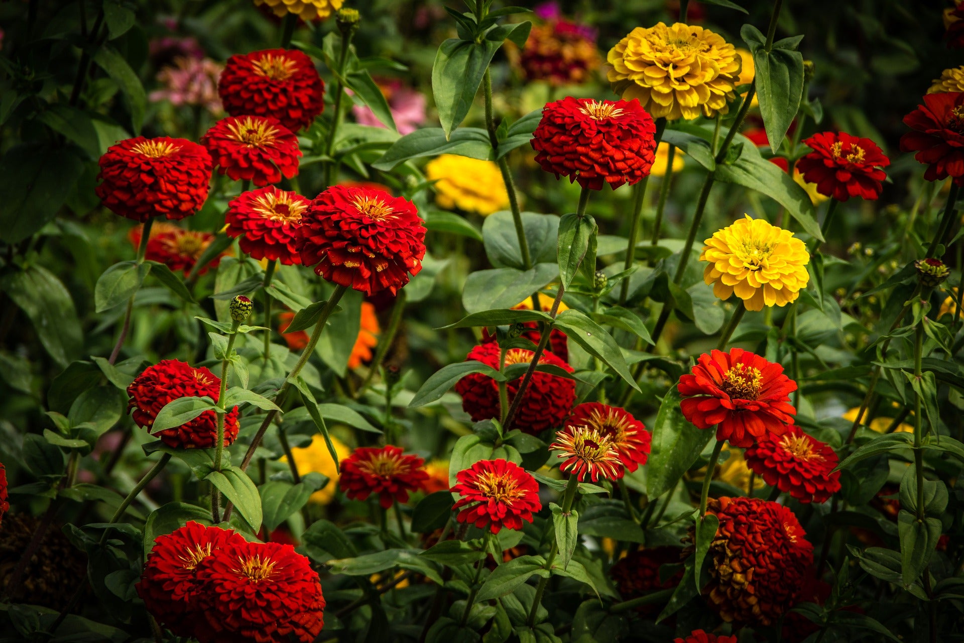 Zinnias Cut and Come Again SEEDS Last Bees