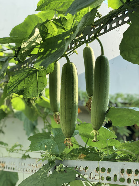 GOURDS SEEDS - LUFFA SPONGE - 30 seeds