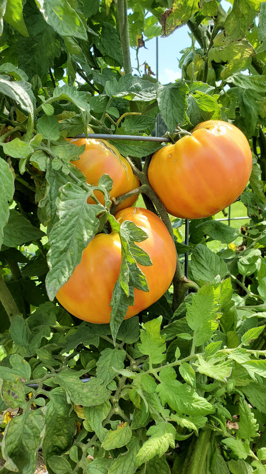 Old German Tomato Seeds - 100 Seeds