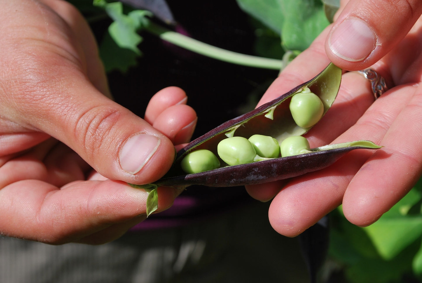 Purple Pea seed - 30 Seeds