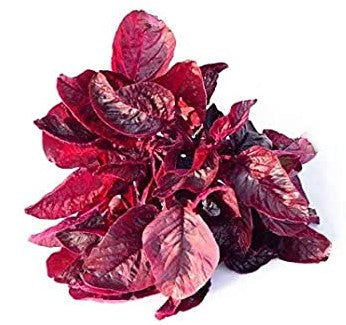 Amaranth Seeds - Midnight Red - 200 Seeds