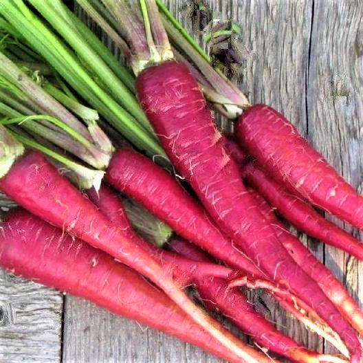 RED CARROT SEEDs