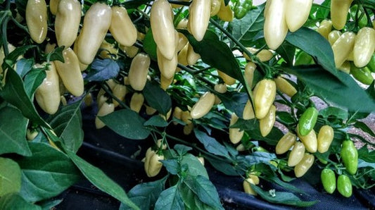 HOT PEPPER SEEDS - HABANERO WHITE - 100 Seeds