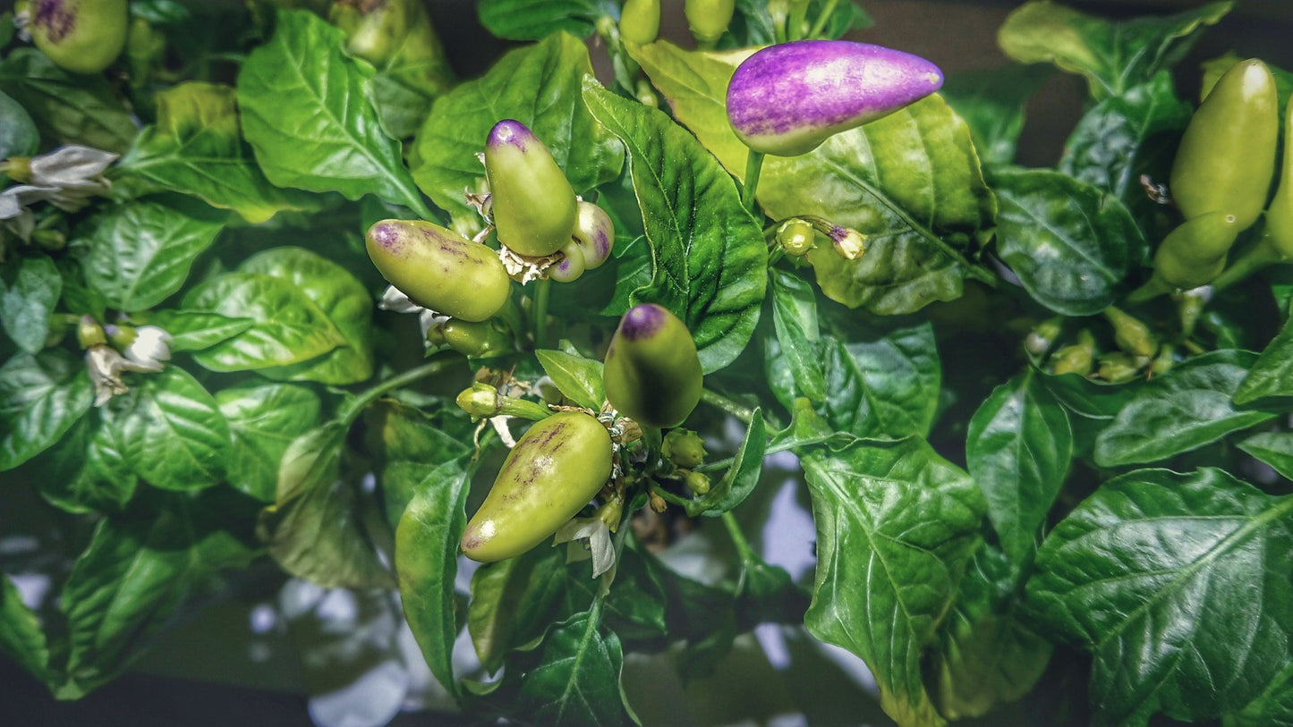 Purple Tiger Hot Pepper Vegetable Seeds - 50 Seeds