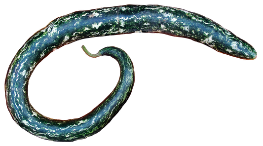 Snake Gourd - Non GMO