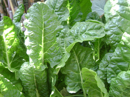SPINACH SEEDS - BLOOMSDALE LONG STANDING
