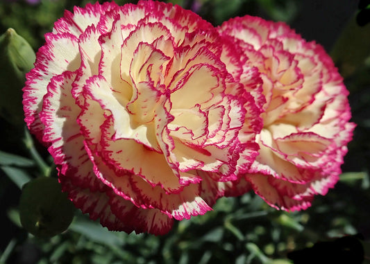 CARNATION SEEDS - PICOTEE MIX - 50 Seeds