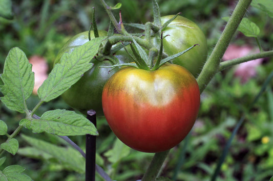 Cherokee Purple Tomato Seeds - 100 Seeds