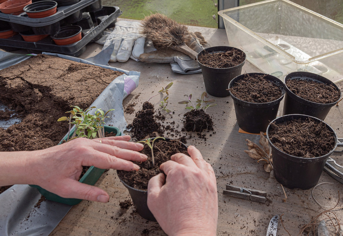 Mortgage Lifter Tomato Seeds