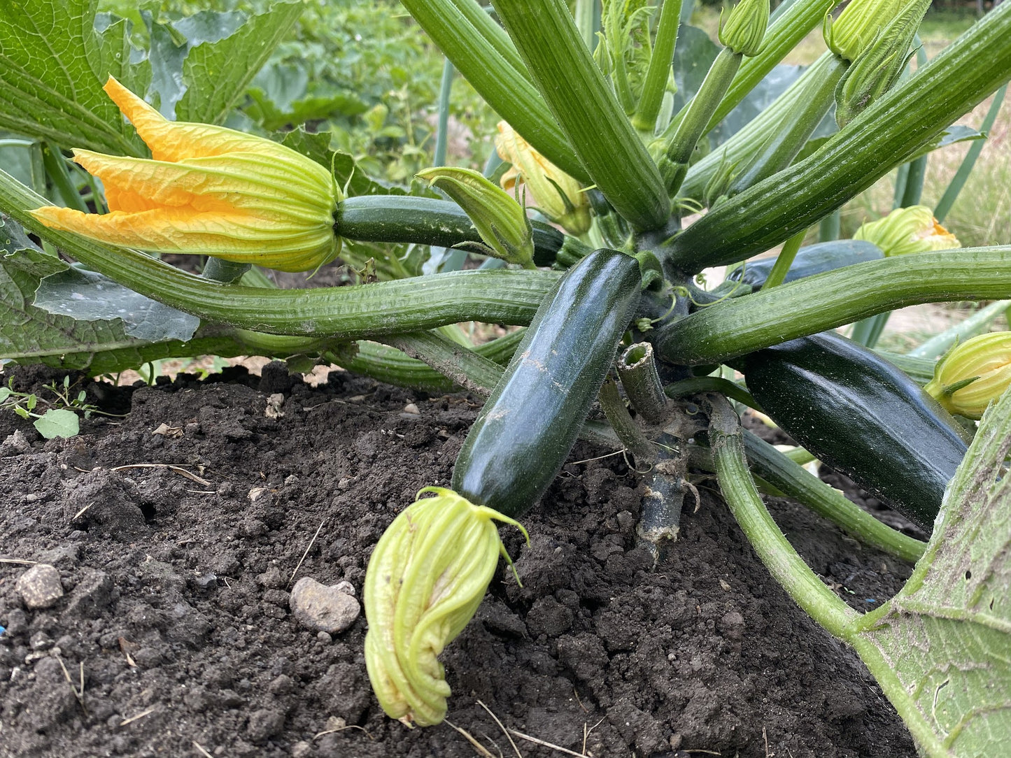 Summer Squash